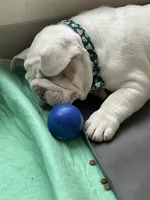 Pompeii, a male English Bulldog for sale in Aurora, CO – 5 of 7
