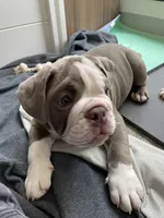 Pisa, a male English Bulldog for sale in Aurora, CO – 2 of 8