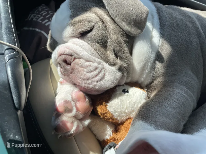 Pisa – English Bulldog puppy for sale in Aurora, CO