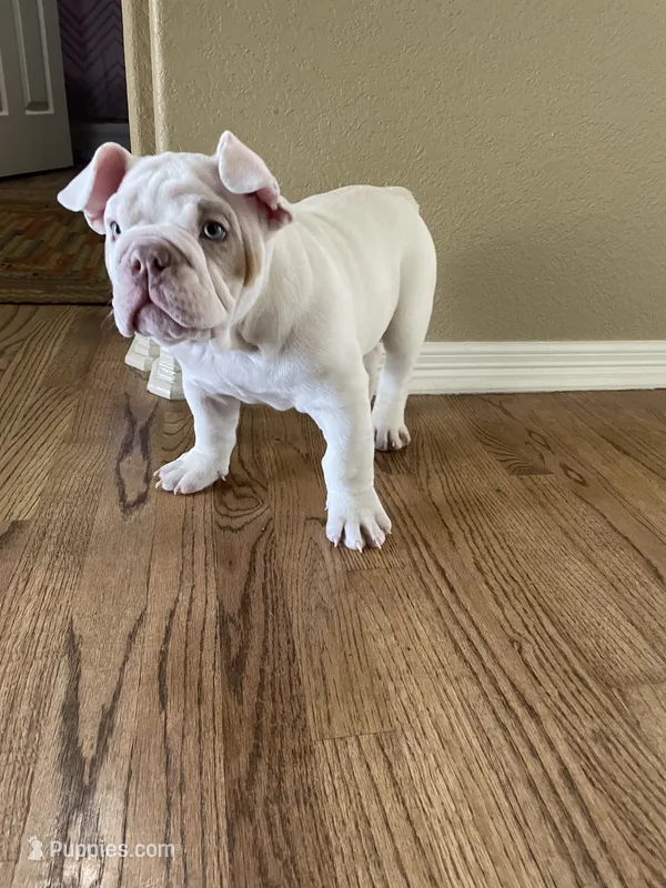 Pompeii – English Bulldog puppy for sale in Aurora, CO
