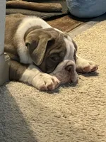Pisa, a male English Bulldog for sale in Aurora, CO – 7 of 8