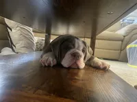 Pisa, a male English Bulldog for sale in Aurora, CO – 3 of 8