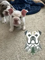 Pompeii, a male English Bulldog for sale in Aurora, CO – 2 of 7