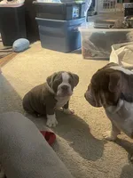 Pisa, a male English Bulldog for sale in Aurora, CO – 5 of 8