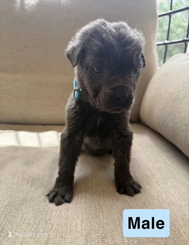 Unnamed  – Chow Chow, Cane Corso puppy for sale in Port Saint Lucie, FL