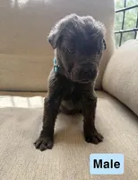 Unnamed , a female Chow Chow and Cane Corso for sale in Port Saint Lucie, FL – Photo 1 of 8