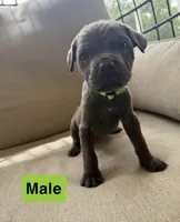 Unnamed , a female Chow Chow and Cane Corso for sale in Port Saint Lucie, FL – Photo 2 of 8