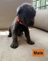 Unnamed , a female Chow Chow and Cane Corso for sale in Port Saint Lucie, FL – Photo 7 of 8