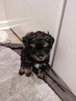 Pepper , a female Yorkipoo for sale in Florence, SC – 2 of 2