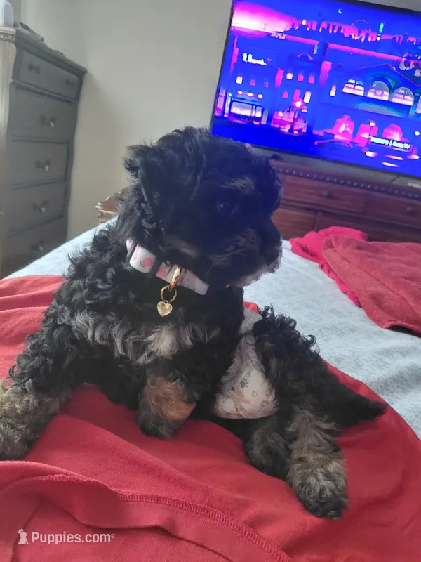 Pepper  – Yorkipoo puppy for sale in Florence, SC