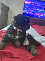 Pepper , a female Yorkipoo for sale in Florence, SC – 1 of 2