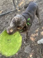 Mousse, a male Australian Shepherd and Labrador Retriever for sale in Sonoma, CA – 4 of 5