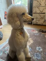 Dolly, a female Poodle - Standard  for sale in Sonoma, CA – 2 of 5