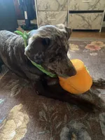 Mousse, a male Australian Shepherd and Labrador Retriever for sale in Sonoma, CA – 2 of 5