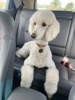 Dolly, a female Poodle - Standard  for sale in Sonoma, CA – 1 of 5