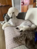 Dolly, a female Poodle - Standard  for sale in Sonoma, CA – 4 of 5