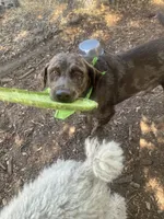 Mousse, a male Australian Shepherd and Labrador Retriever for sale in Sonoma, CA – 5 of 5