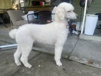 Dolly, a female Poodle - Standard  for sale in Sonoma, CA – 5 of 5