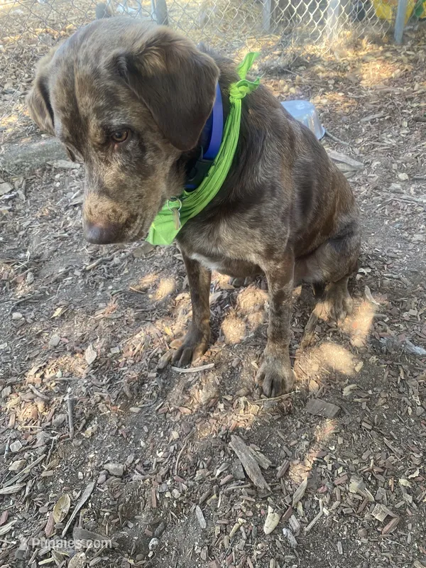 Mousse – Australian Shepherd, Labrador Retriever puppy for sale in Sonoma, CA