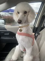 Dolly, a female Poodle - Standard  for sale in Sonoma, CA – 3 of 5