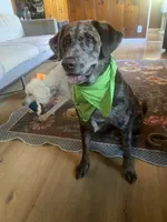 Mousse, a male Australian Shepherd and Labrador Retriever for sale in Sonoma, CA – 3 of 5