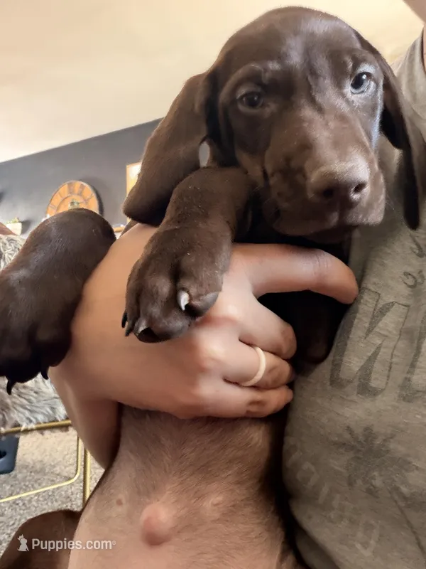 Cherry – German Shorthaired Pointer puppy for sale in Williston, ND