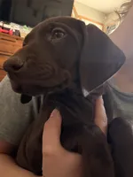 Cherry, a female German Shorthaired Pointer for sale in Williston, ND – Photo 3 of 4