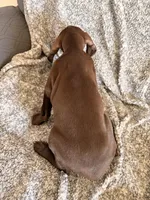Cherry, a female German Shorthaired Pointer for sale in Williston, ND – Photo 4 of 4