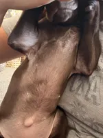 Cherry, a female German Shorthaired Pointer for sale in Williston, ND – Photo 2 of 4