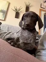 Knickie, a male German Shorthaired Pointer for sale in Williston, ND – Photo 6 of 7