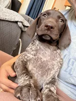 Knickie, a male German Shorthaired Pointer for sale in Williston, ND – Photo 4 of 7