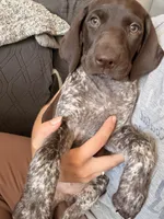 Knickie, a male German Shorthaired Pointer for sale in Williston, ND – Photo 3 of 7