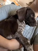 Knickie, a male German Shorthaired Pointer for sale in Williston, ND – Photo 7 of 7
