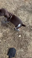 Knickie, a male German Shorthaired Pointer for sale in Williston, ND – Photo 2 of 7