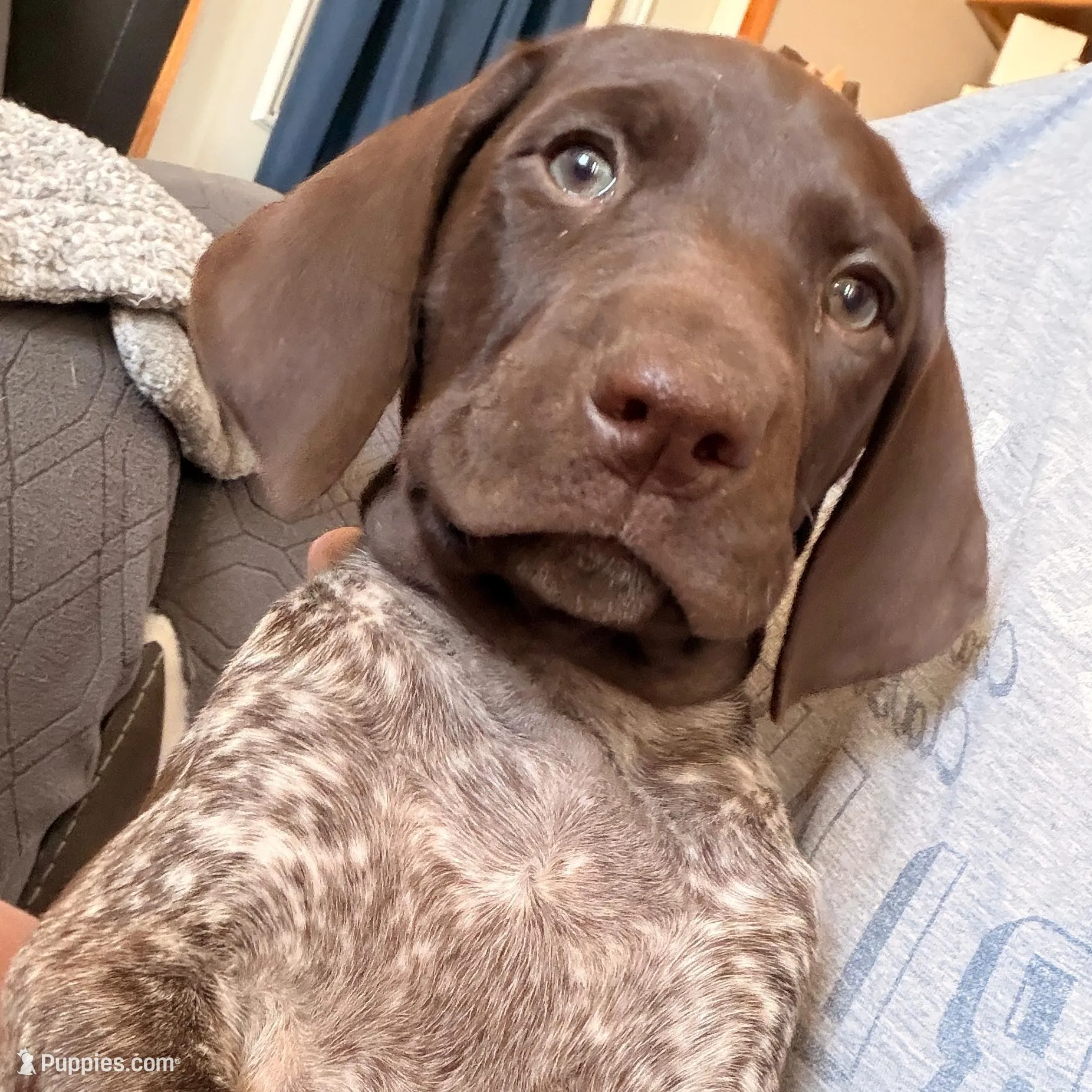 Knickie – German Shorthaired Pointer puppy for sale in Williston, ND