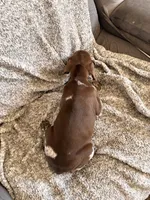 Knickie, a male German Shorthaired Pointer for sale in Williston, ND – Photo 5 of 7