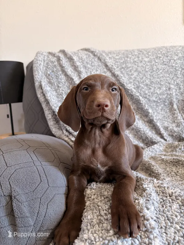 Rizzo – German Shorthaired Pointer puppy for sale in Williston, ND
