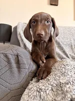 Rizzo, a female German Shorthaired Pointer for sale in Williston, ND – Photo 3 of 5