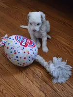 Winter, a female Poodle - Toy  for sale in Philadelphia, PA – 4 of 5