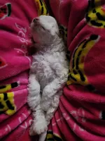 Winter, a female Poodle - Toy  for sale in Philadelphia, PA – 3 of 5