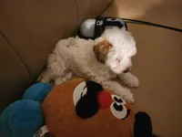 Winter, a female Poodle - Toy  for sale in Philadelphia, PA – 2 of 5