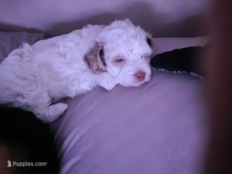 Winter – Poodle - Toy  puppy for sale in Philadelphia, PA