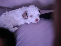 Winter, a female Poodle - Toy  for sale in Philadelphia, PA – 1 of 5