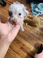 Winter, a female Poodle - Toy  for sale in Philadelphia, PA – 5 of 5
