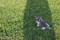 Hank, a male Jack Russell Terrier and Rat Terrier for sale in Shelbina, MO – 4 of 4