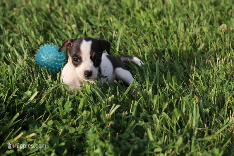 Hazel  – Jack Russell Terrier, Rat Terrier puppy for sale in Shelbina, MO