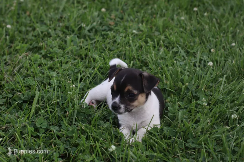 Cash – Jack Russell Terrier, Rat Terrier puppy for sale in Shelbina, MO