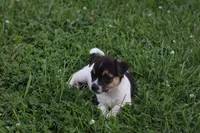 Cash, a male Jack Russell Terrier and Rat Terrier for sale in Shelbina, MO – 1 of 1
