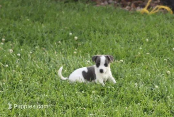 Knox – Rat Terrier puppy for sale in Shelbina, MO