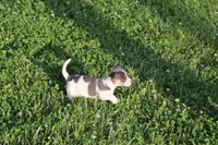 Knox, a male Jack Russell Terrier and Rat Terrier for sale in Shelbina, MO – 2 of 2